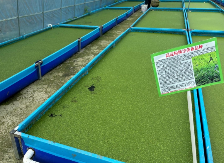 【營(yíng)養(yǎng)大王·高效淀粉源】飼料型高淀粉浮萍——畝年產(chǎn)6倍淀粉，養(yǎng)殖降本增效利器！